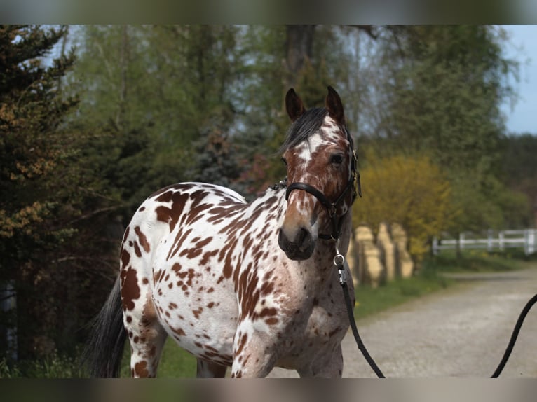 Polnisches Halbblut Wallach 4 Jahre 164 cm Tigerschecke in Santok