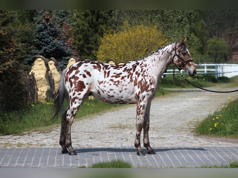 Polnisches Halbblut Wallach 4 Jahre 165 cm Tigerschecke in Santok