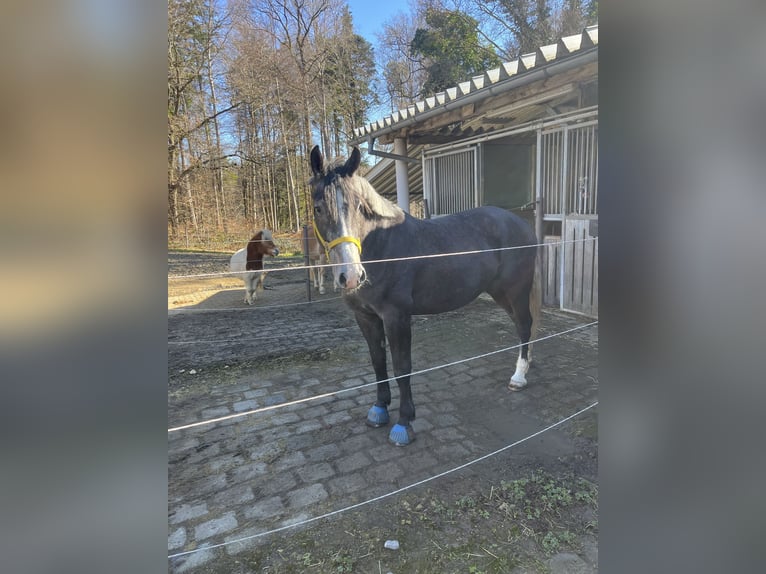 Polnisches Halbblut Wallach 4 Jahre 167 cm Rappschimmel in Horgenzell