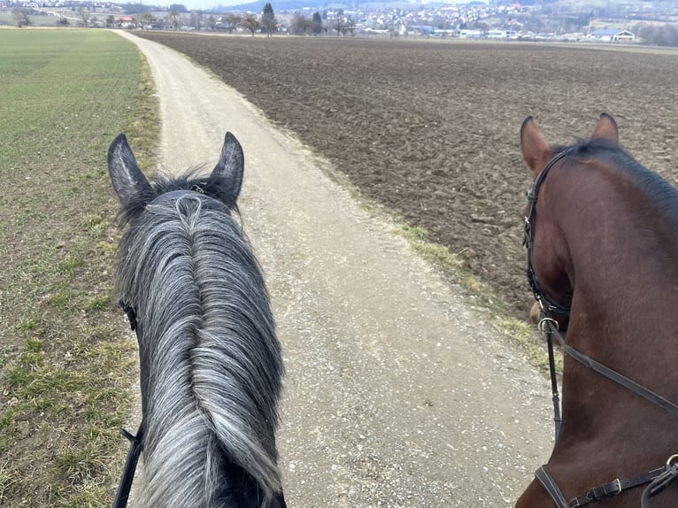 Polnisches Halbblut Wallach 4 Jahre 167 cm Rappschimmel in Horgenzell