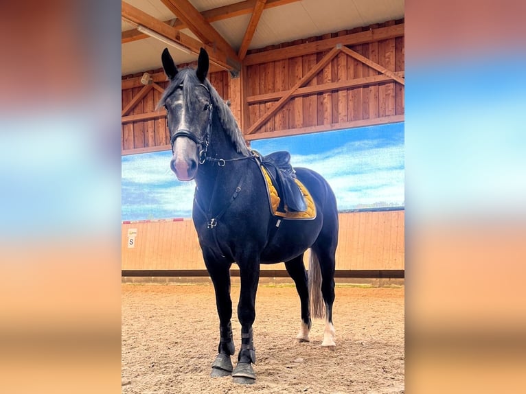 Polnisches Halbblut Wallach 4 Jahre 167 cm Rappschimmel in Horgenzell