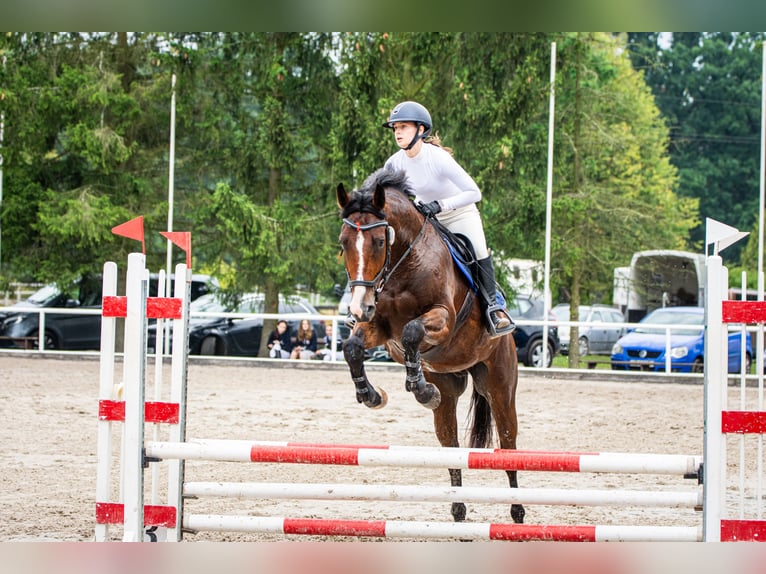 Polnisches Halbblut Wallach 4 Jahre 168 cm Brauner in Rudnik