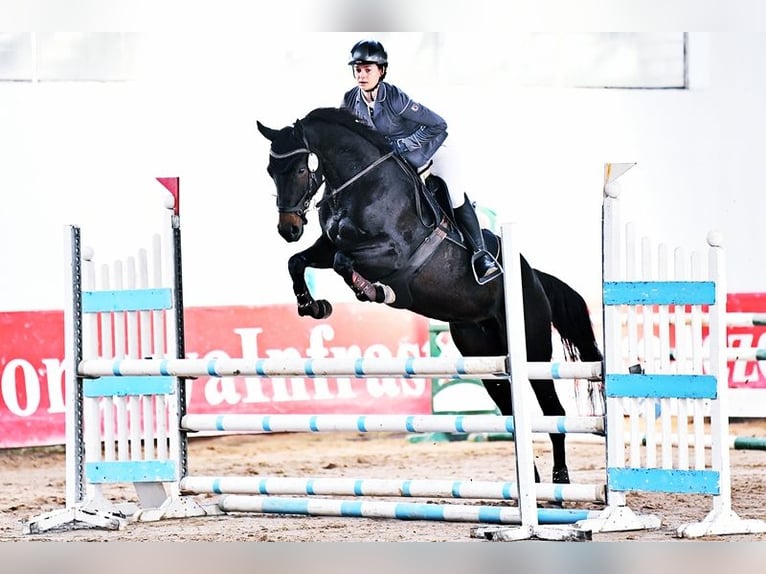 Polnisches Halbblut Wallach 4 Jahre 168 cm Brauner in Rudnik