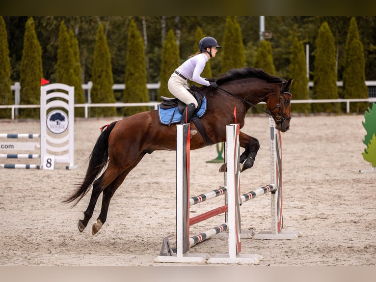 Polnisches Halbblut Wallach 4 Jahre 168 cm Brauner in Rudnik