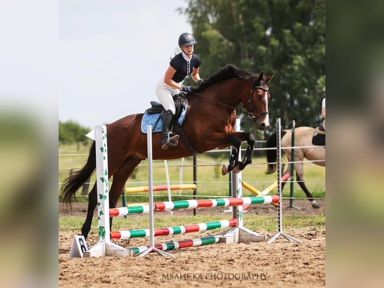 Polnisches Halbblut Wallach 4 Jahre 168 cm Brauner in Rudnik