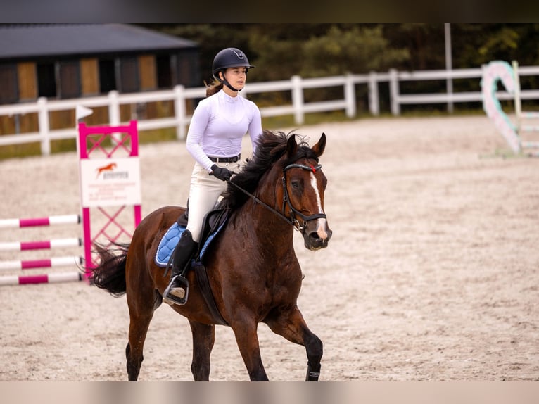 Polnisches Halbblut Wallach 4 Jahre 168 cm Brauner in Rudnik