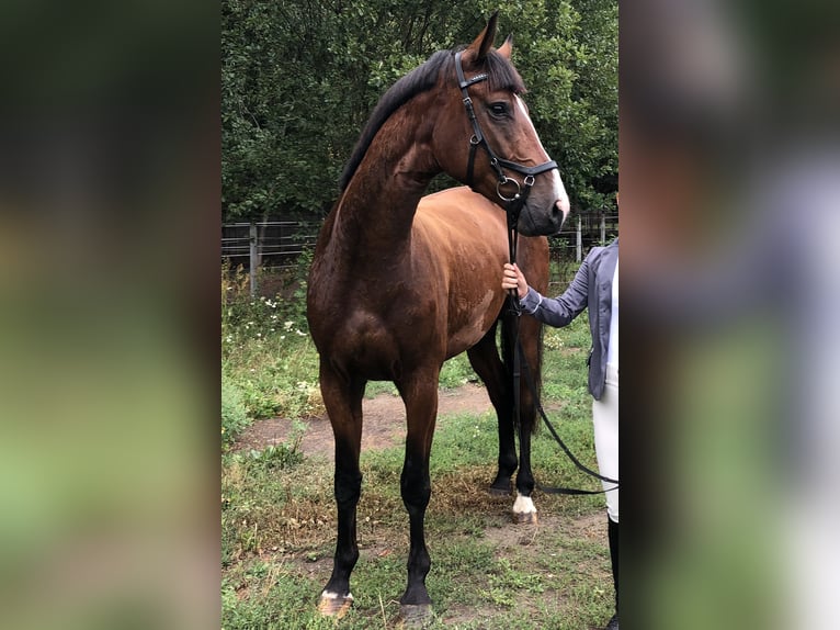 Polnisches Halbblut Wallach 4 Jahre 168 cm Brauner in Rudnik