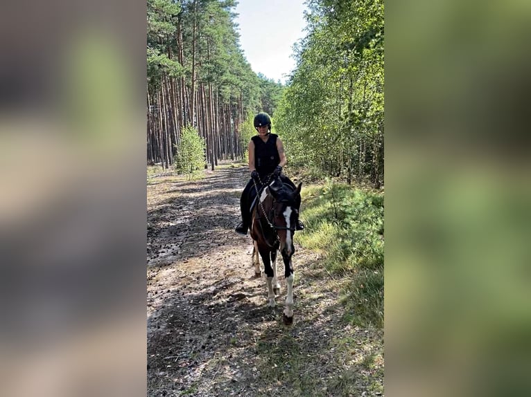 Polnisches Halbblut Wallach 4 Jahre 168 cm Schecke in Santok