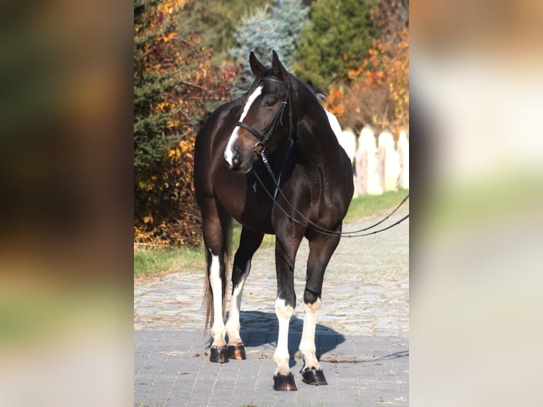 Polnisches Halbblut Wallach 4 Jahre 168 cm Schecke in Santok