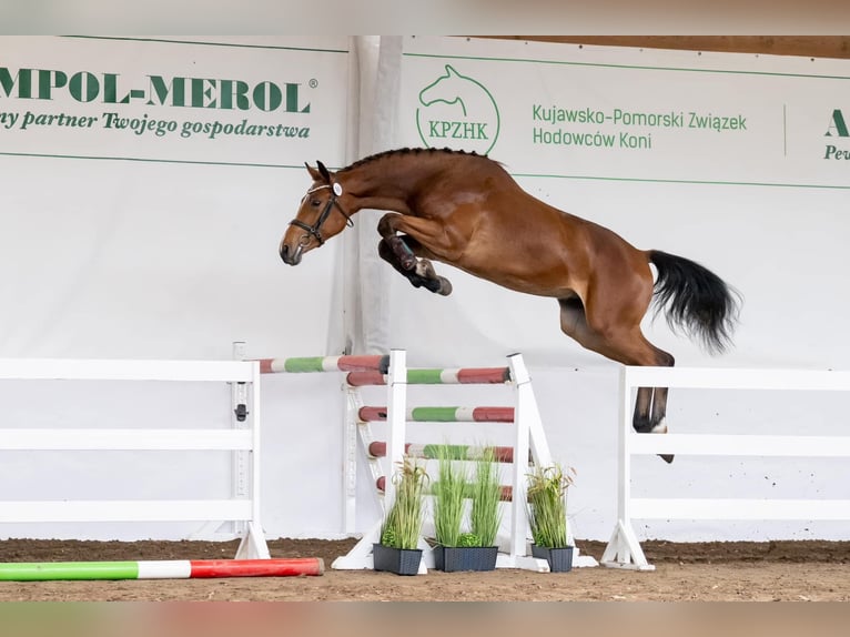 Polnisches Halbblut Wallach 4 Jahre 170 cm Brauner in 87-100