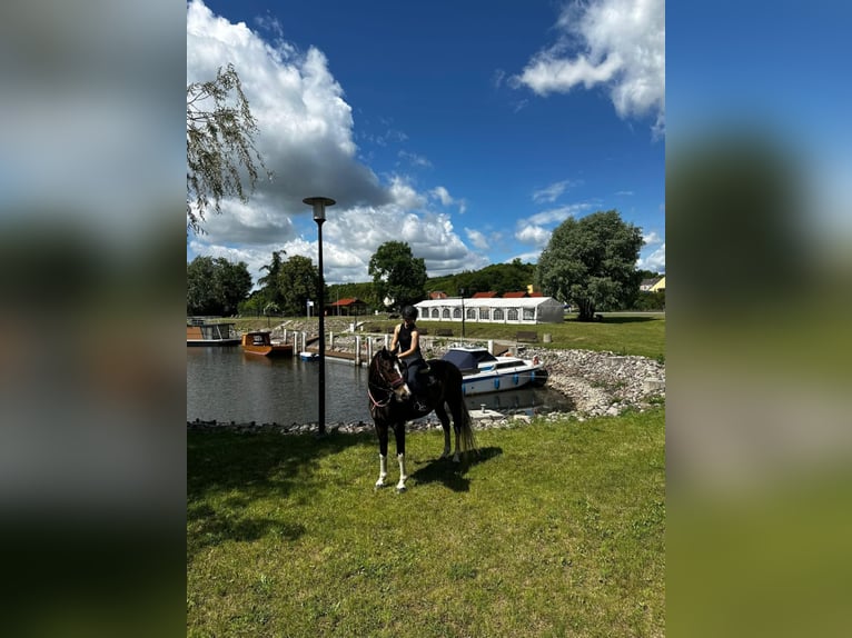 Polnisches Halbblut Wallach 4 Jahre 170 cm Schecke in Santok