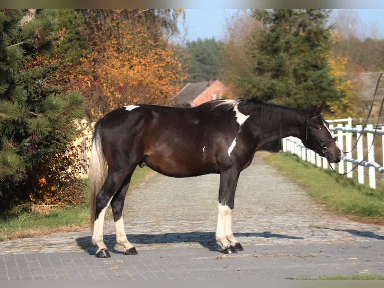 Polnisches Halbblut Wallach 4 Jahre 170 cm Schecke in Santok