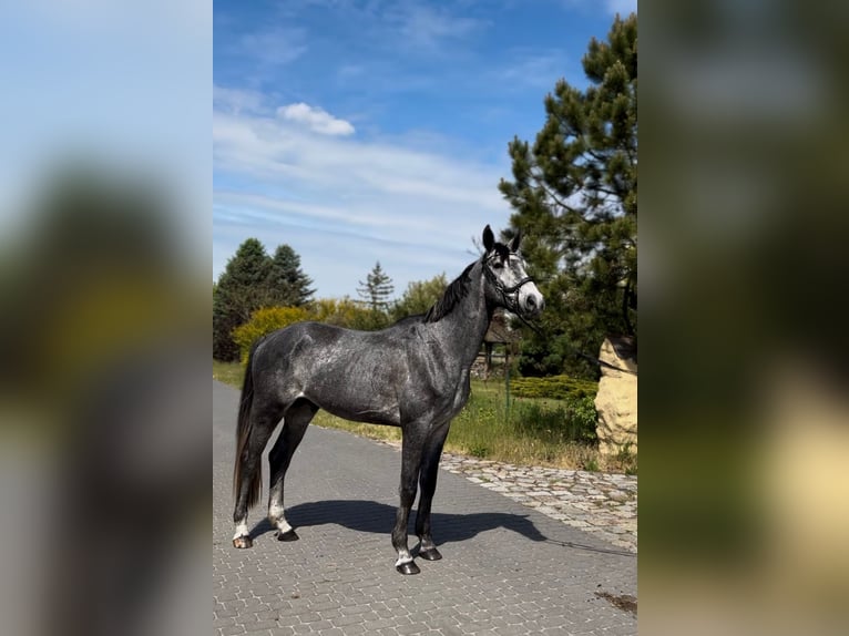 Polnisches Halbblut Wallach 4 Jahre 173 cm Schimmel in M&#x105;koszyce