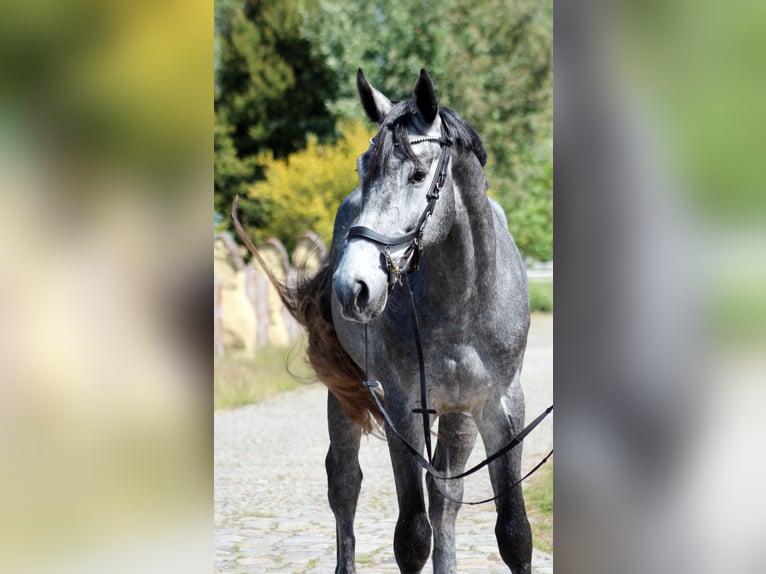 Polnisches Halbblut Wallach 4 Jahre 173 cm Schimmel in M&#x105;koszyce
