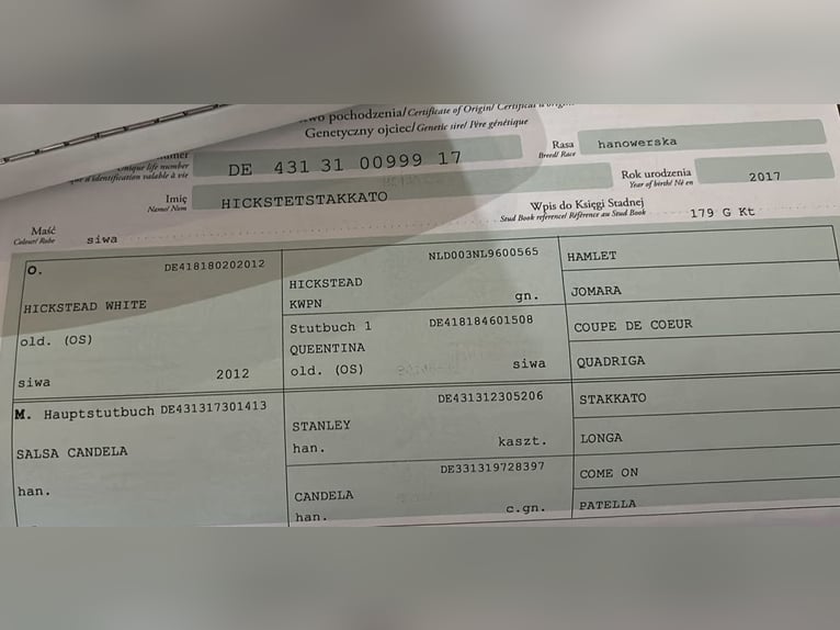 Polnisches Halbblut Wallach 4 Jahre Rotbrauner in Buk&#xF3;w