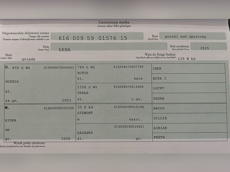 Polnisches Halbblut Wallach 4 Jahre Rotbrauner in Buk&#xF3;w