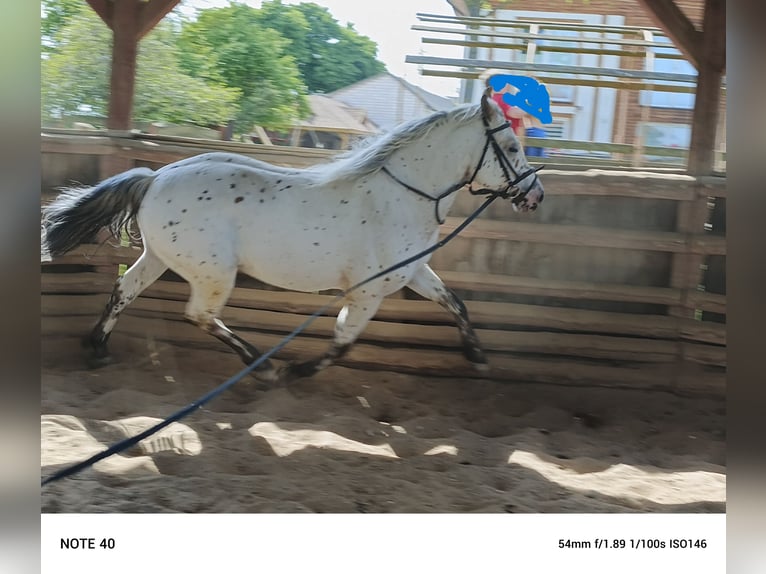 Polnisches Halbblut Wallach 5 Jahre 148 cm Tigerschecke in popów