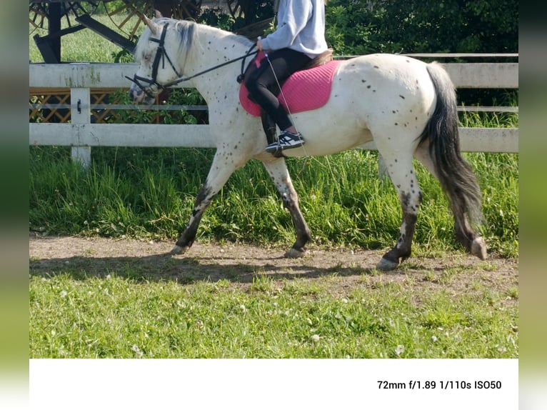 Polnisches Halbblut Wallach 5 Jahre 148 cm Tigerschecke in popów