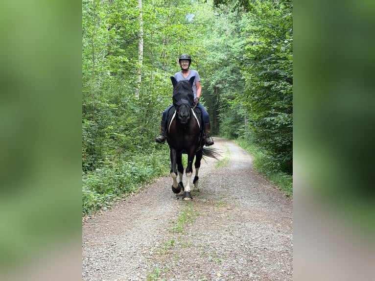 Polnisches Halbblut Wallach 5 Jahre 154 cm Schecke in Baindt