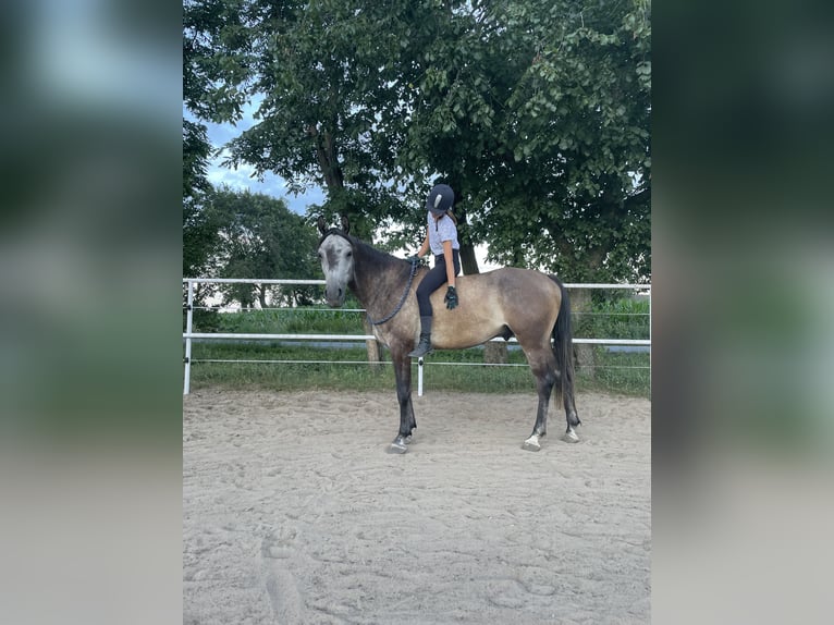 Polnisches Halbblut Wallach 5 Jahre 163 cm Schimmel in Piotrków Kujawski