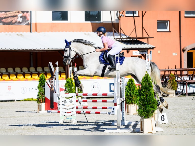 Polnisches Halbblut Wallach 5 Jahre 170 cm Schimmel in Jarocin
