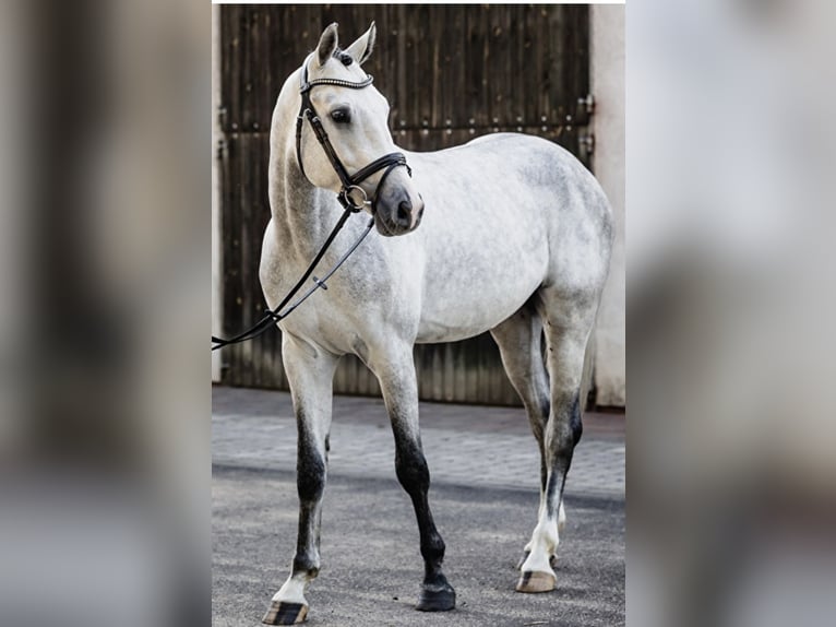 Polnisches Halbblut Wallach 5 Jahre 170 cm Schimmel in Jarocin