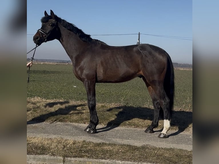 Polnisches Halbblut Wallach 5 Jahre 172 cm Brauner in Strzałkowo
