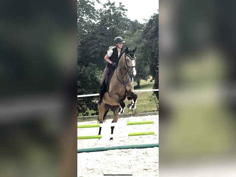 Polnisches Halbblut Wallach 6 Jahre 163 cm Buckskin in Heiningen