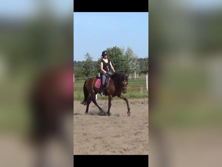 Polnisches Halbblut Wallach 6 Jahre 164 cm Brauner in Rogoźno