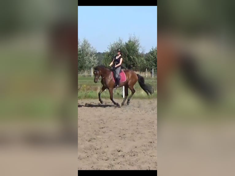 Polnisches Halbblut Wallach 6 Jahre 164 cm Brauner in Rogoźno