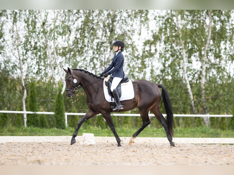 Polnisches Halbblut Wallach 6 Jahre 164 cm Dunkelbrauner in Bia&#x142;a Podlaska