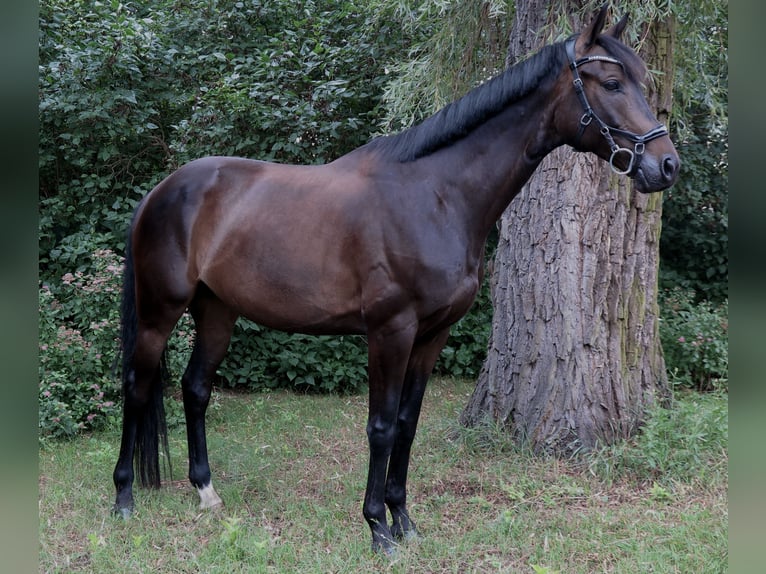 Polnisches Halbblut Wallach 6 Jahre 164 cm Dunkelbrauner in Bia&#x142;a Podlaska