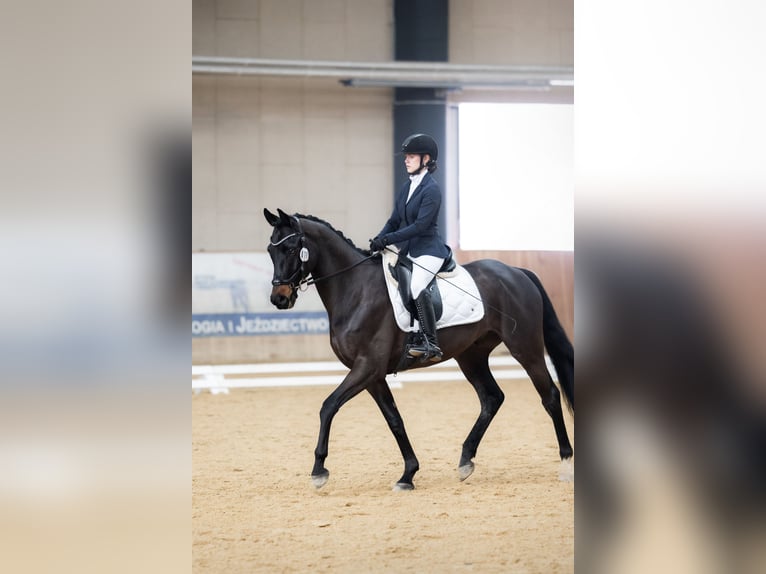 Polnisches Halbblut Wallach 6 Jahre 164 cm Dunkelbrauner in Bia&#x142;a Podlaska