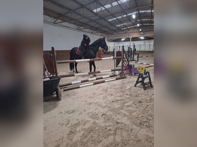 Polnisches Halbblut Wallach 6 Jahre 165 cm Rappe in Lasocice