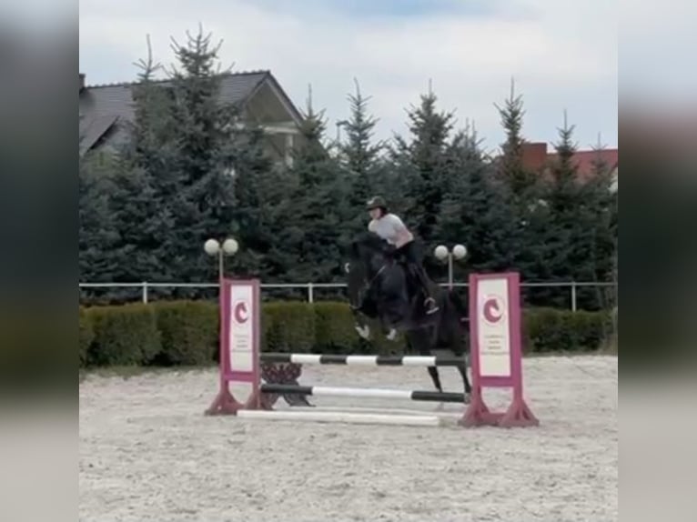 Polnisches Halbblut Wallach 6 Jahre 165 cm Rappe in Lasocice