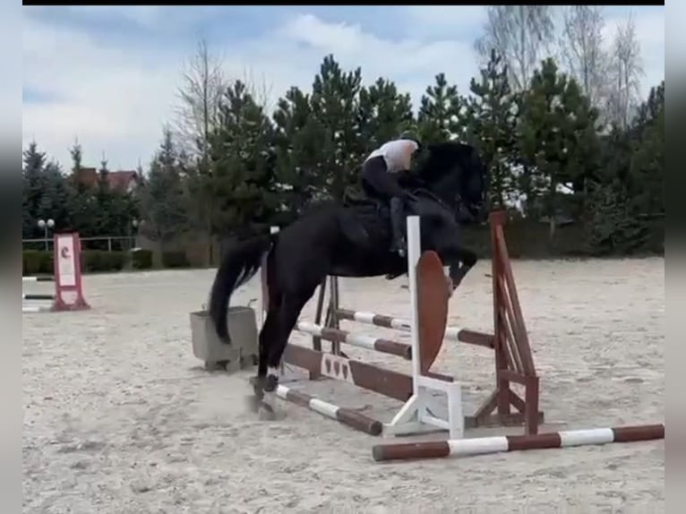 Polnisches Halbblut Wallach 6 Jahre 165 cm Rappe in Lasocice