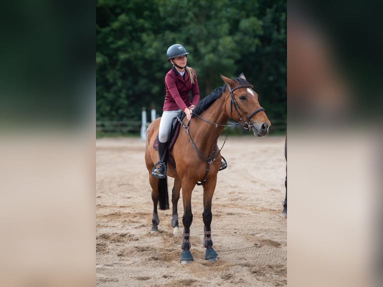 Polnisches Halbblut Wallach 6 Jahre 165 cm Rotbrauner in e&#x142;k