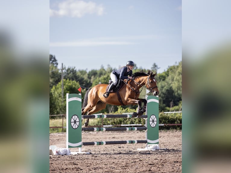 Polnisches Halbblut Wallach 6 Jahre 165 cm Rotbrauner in e&#x142;k
