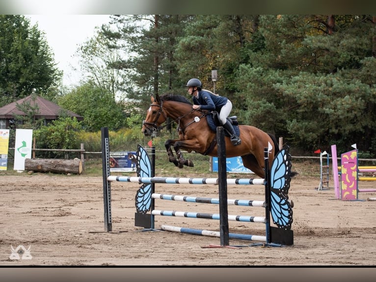 Polnisches Halbblut Wallach 6 Jahre 165 cm Rotbrauner in e&#x142;k