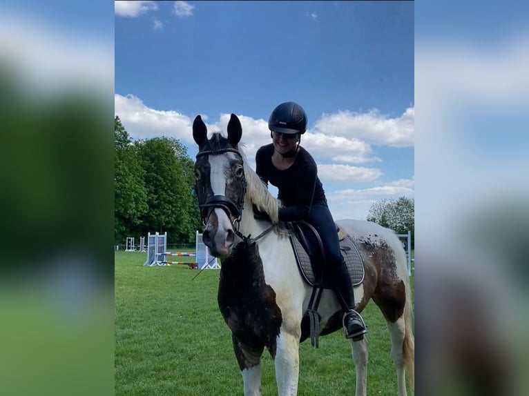 Polnisches Halbblut Mix Wallach 6 Jahre 165 cm Schecke in Schwaigern