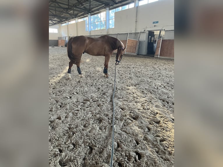 Polnisches Halbblut Wallach 6 Jahre 168 cm Fuchs in Wawelno