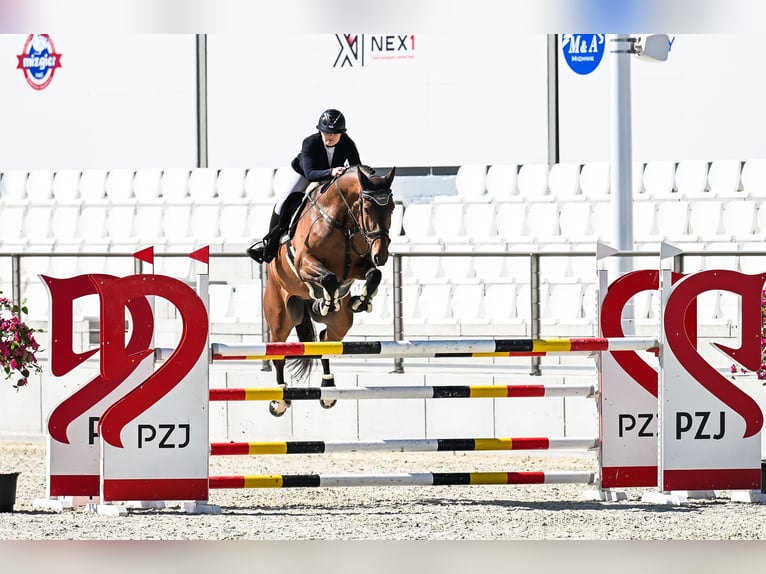 Polnisches Halbblut Wallach 6 Jahre 170 cm Brauner in Dolsk
