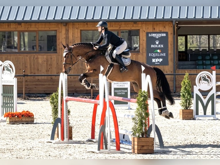 Polnisches Halbblut Wallach 6 Jahre 170 cm Brauner in Dolsk