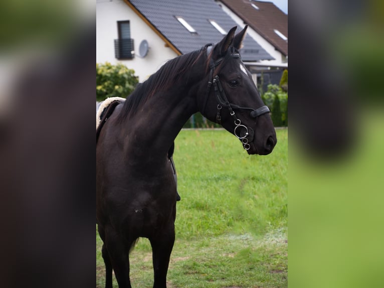 Polnisches Halbblut Wallach 6 Jahre 170 cm Rappe in Bierawa