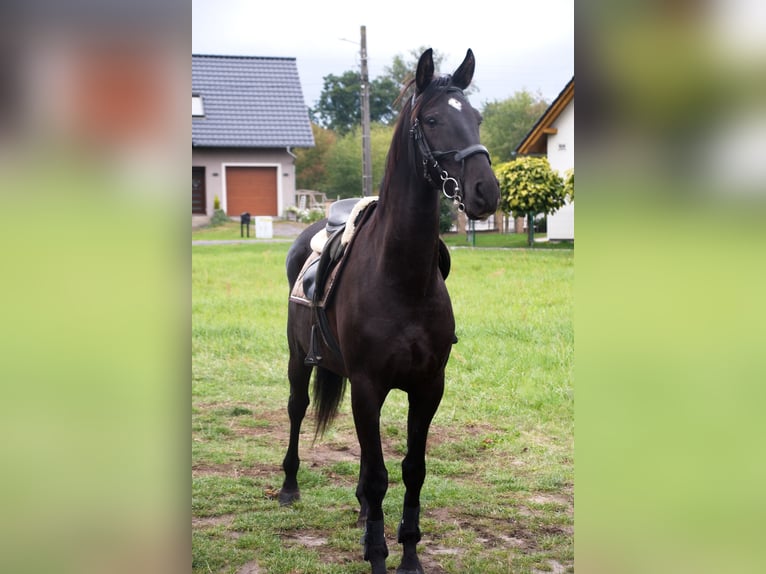 Polnisches Halbblut Wallach 6 Jahre 170 cm Rappe in Bierawa