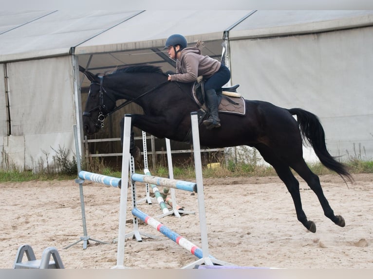 Polnisches Halbblut Wallach 6 Jahre 170 cm Rappe in Bierawa