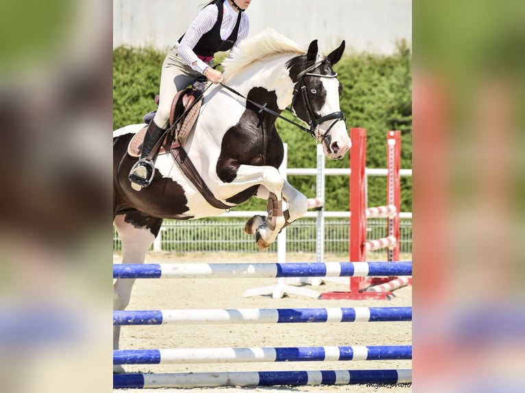 Polnisches Halbblut Wallach 6 Jahre 175 cm Schecke in Zielona G&#xF3;ra