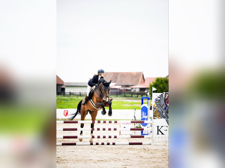 Polnisches Halbblut Wallach 6 Jahre 177 cm Dunkelbrauner in Stanis&#x142;aw&#xF3;w Drugi