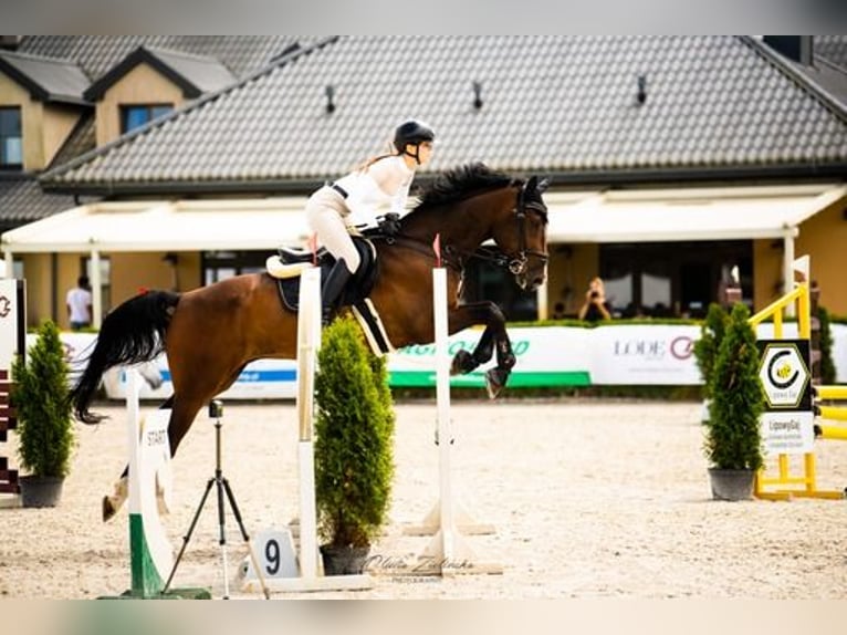 Polnisches Halbblut Wallach 6 Jahre 177 cm Dunkelbrauner in Stanis&#x142;aw&#xF3;w Drugi