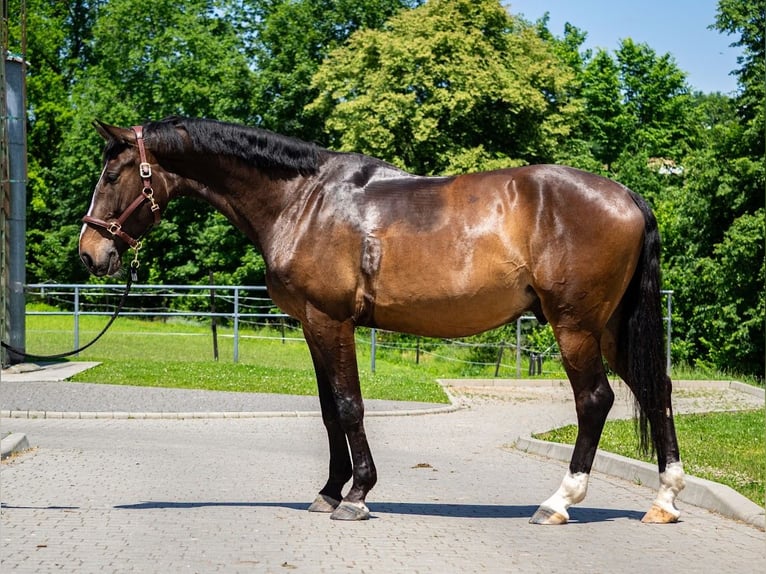 Polnisches Halbblut Wallach 6 Jahre 178 cm Rotbrauner in &#x17B;ywiec